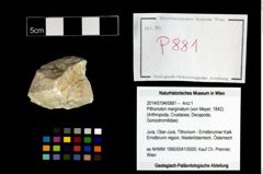 Foto (Objekt + Etikett) von Pithonoton marginatum (von Meyer, 1842)  (NHMW-GEO-2014-0194-0881)